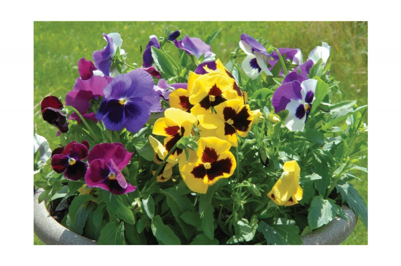 Виола Виттрока (Viola wittrockiana) "Swiss giants" (Alpenglow)