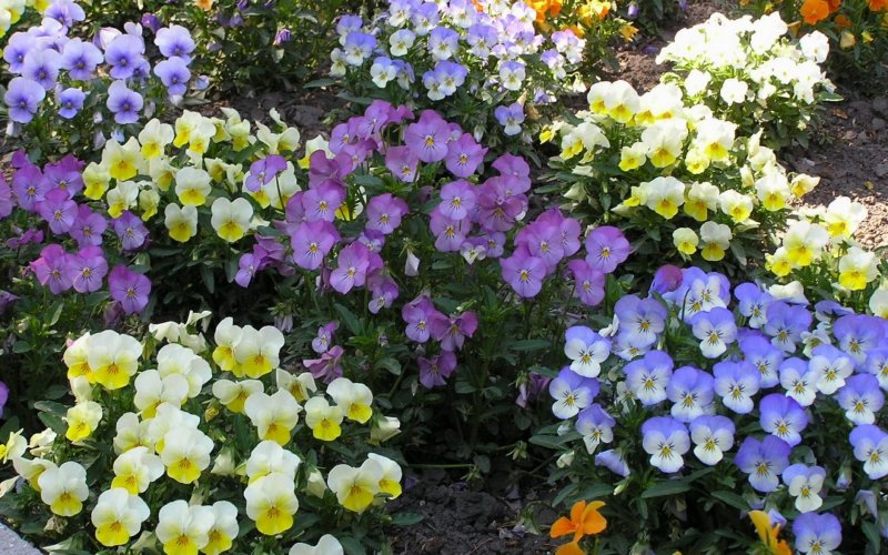 Виола Виттрока (Viola wittrockiana f1)