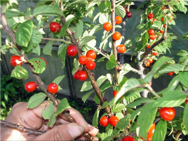 Вишня войлочная (Prunus tomentosa)
