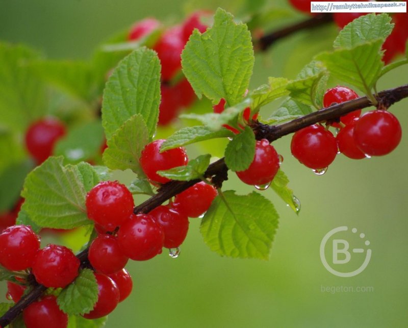 Вишня войлочная черная