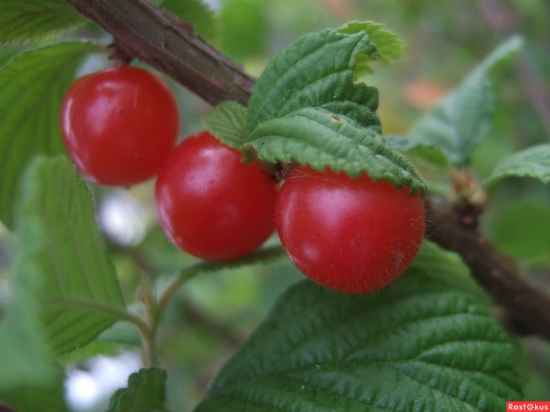 Вишня войлочная (Prunus tomentosa)
