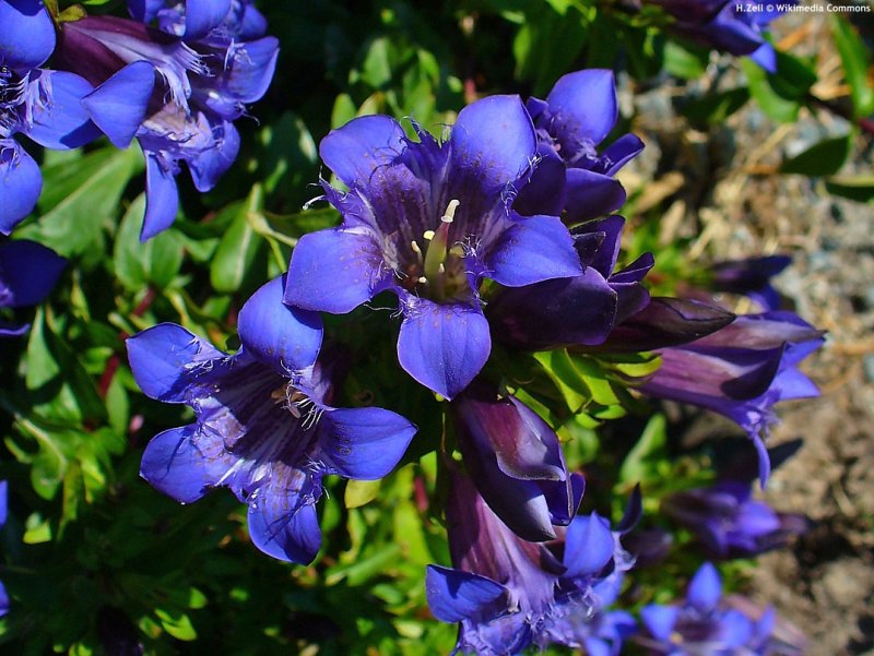 Горечавка Gentiana septemfida