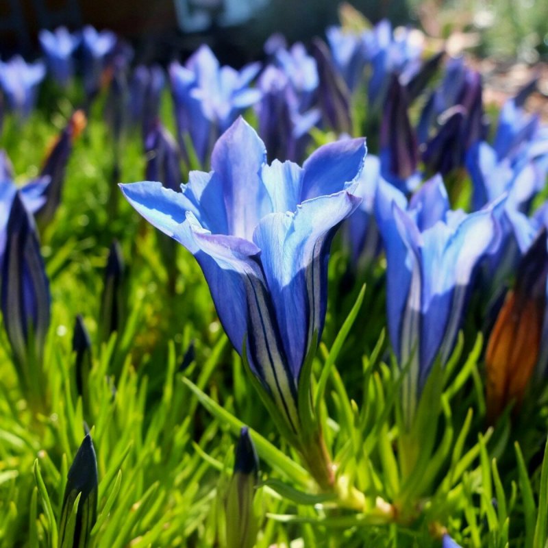 Голубая горечавка (Gentiana)