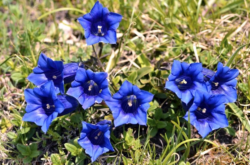Горечавка Gentiana acaulis