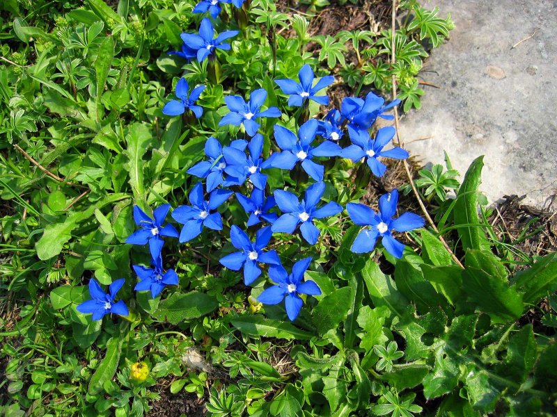 Горечавка Весенняя Gentiana Verna