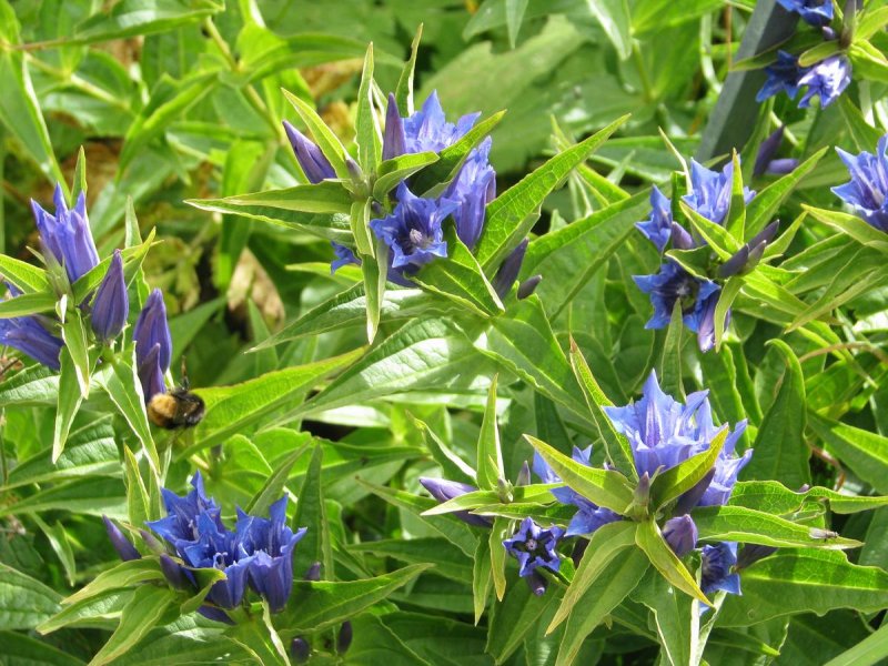 Gentiana asclepiadea