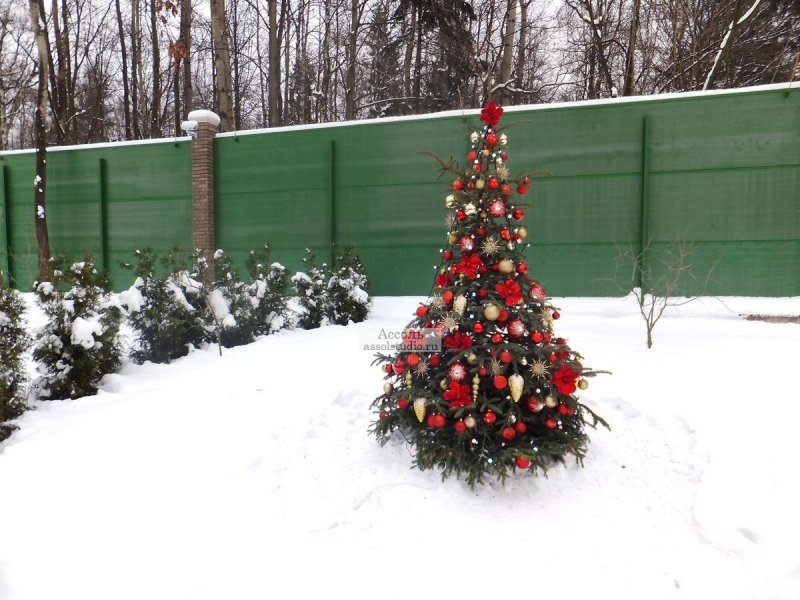 Новогодняя ель на участке