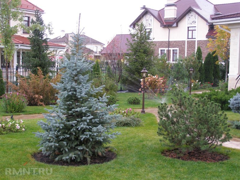 Ель Хупси в ландшафтном