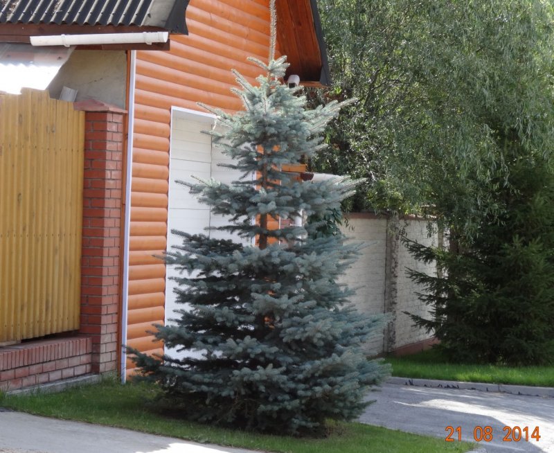 Голубая ель на участке у забора
