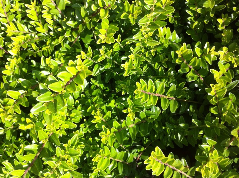 Жимолость блестящая (Lonicera nitida)