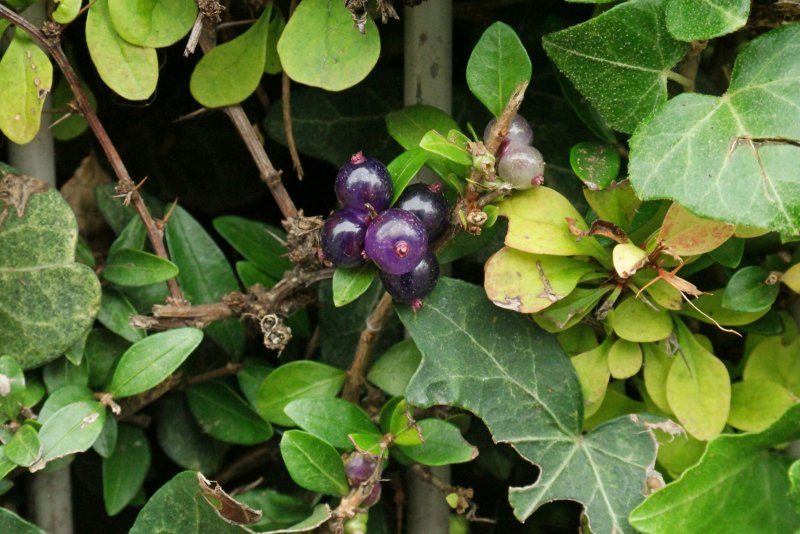 Жимолость блестящая (Lonicera nitida)
