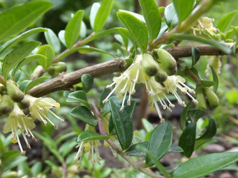 Lonicera pileata