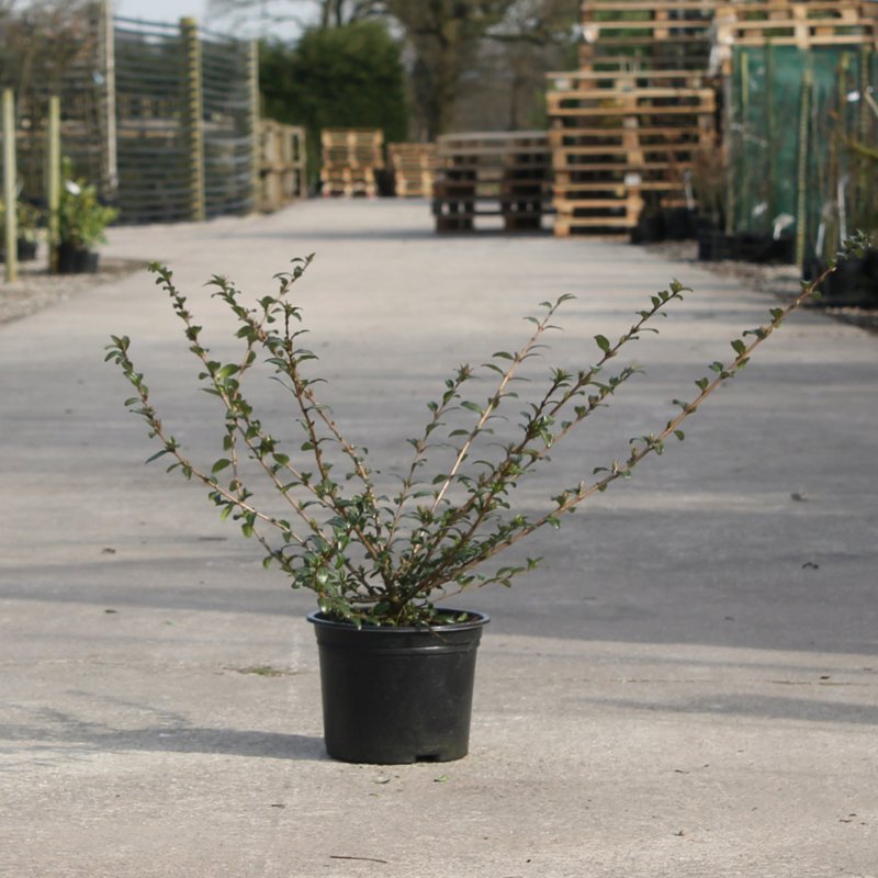 Lonicera nitida жимолость бонсай