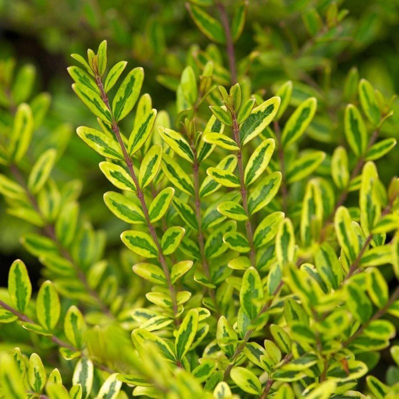 Жимолость блестящая (Lonicera nitida)