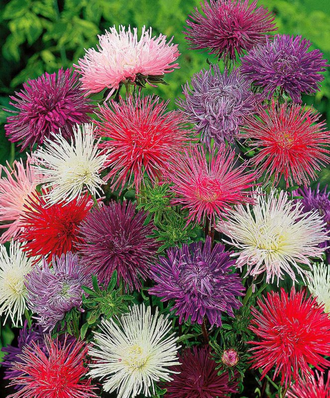 Астра однолетняя (Aster