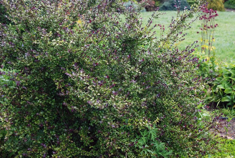 Lonicera nitida Red Tips