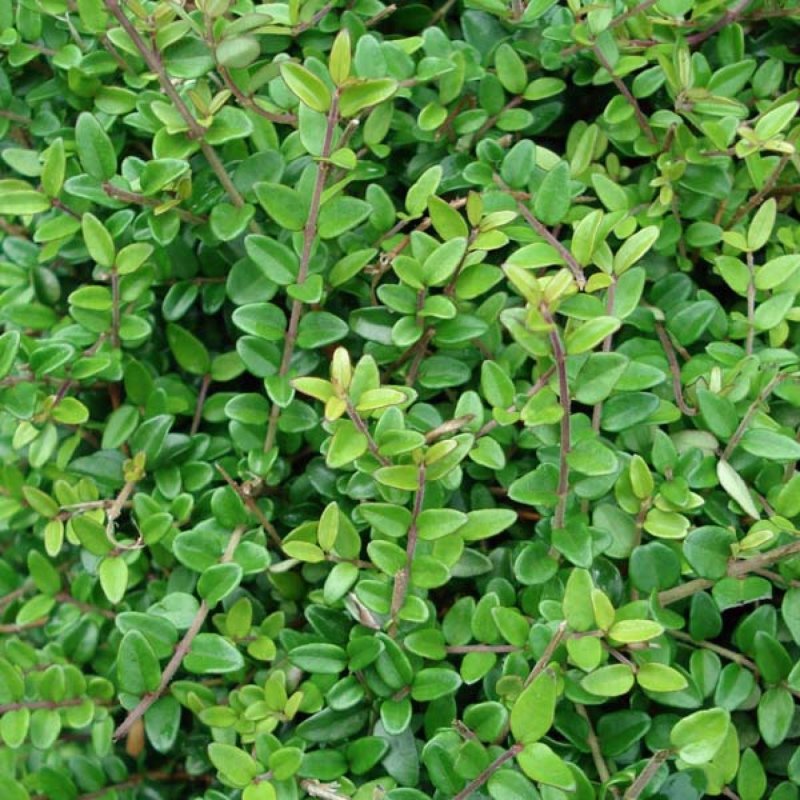 Жимолость Lonicera nitida