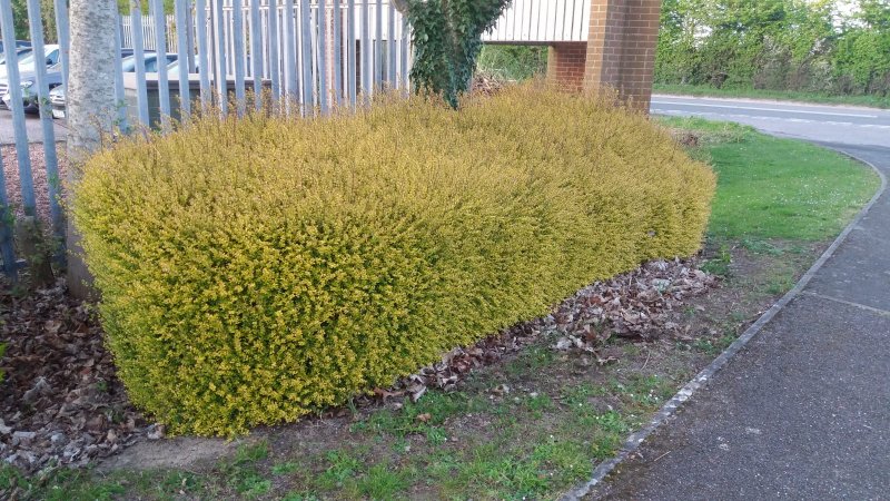 Lonicera nitida