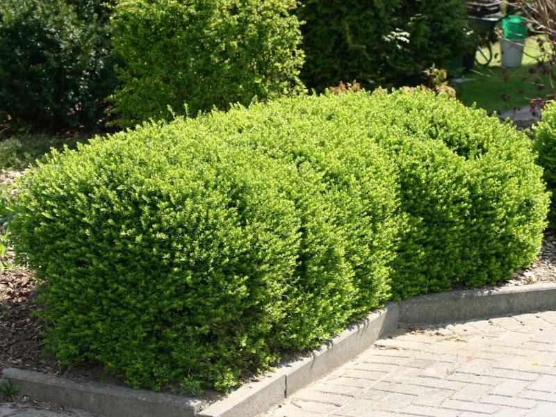 Жимолость блестящая (Lonicera nitida)