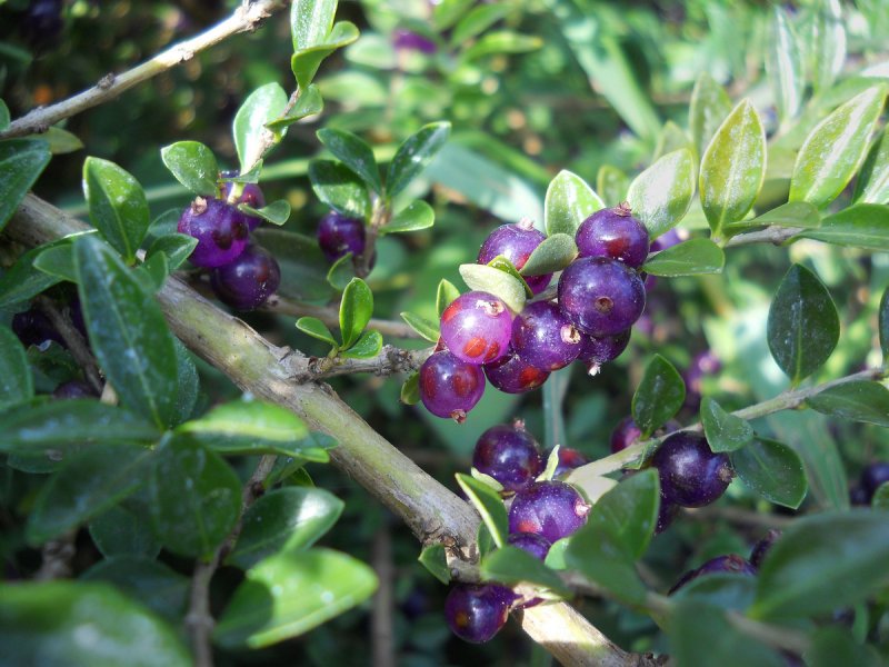 Lonicera pileata