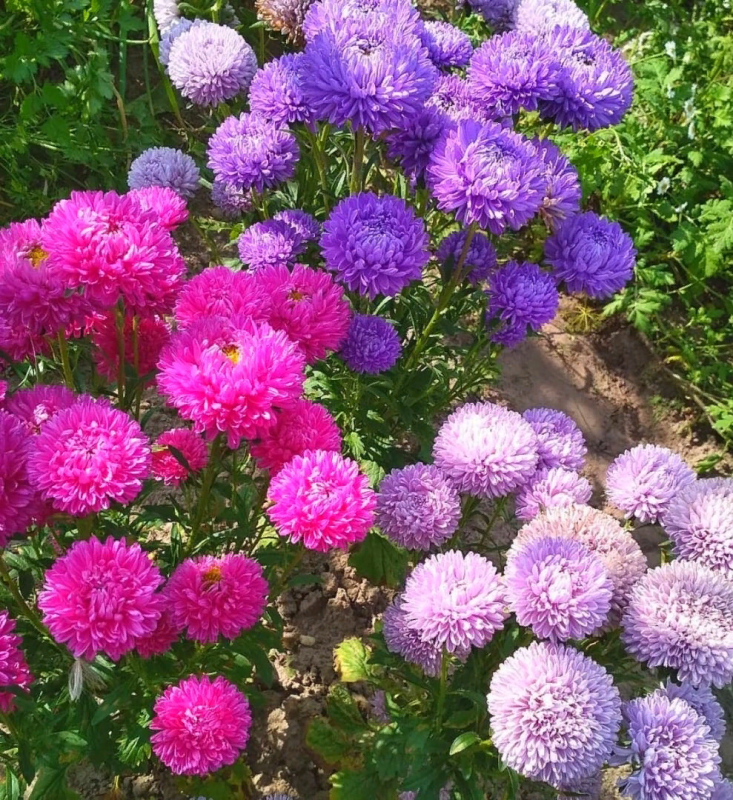 Астра однолетняя (каллистефус)
