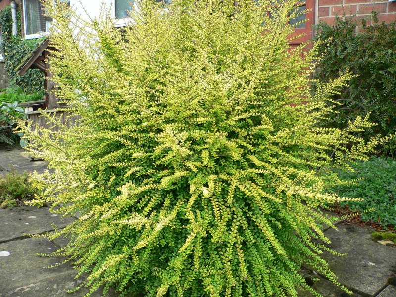 Жимолость nitida Baggesens Gold