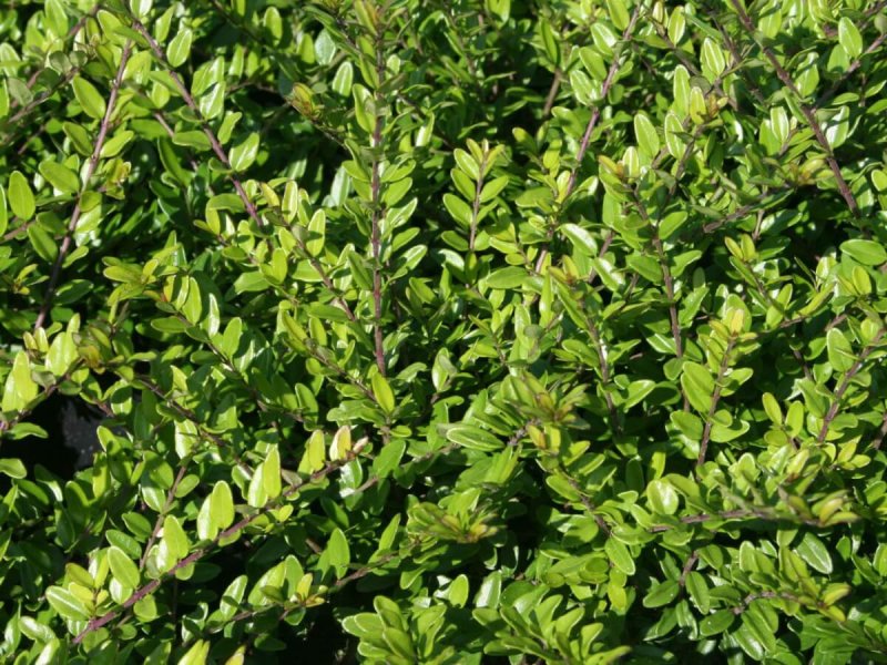Жимолость блестящая (Lonicera nitida)