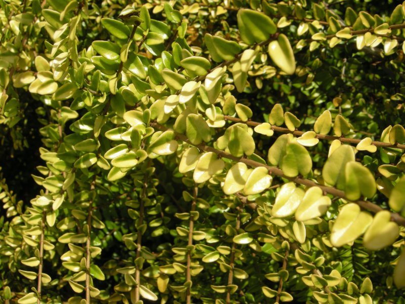 Жимолость блестящая (Lonicera nitida)