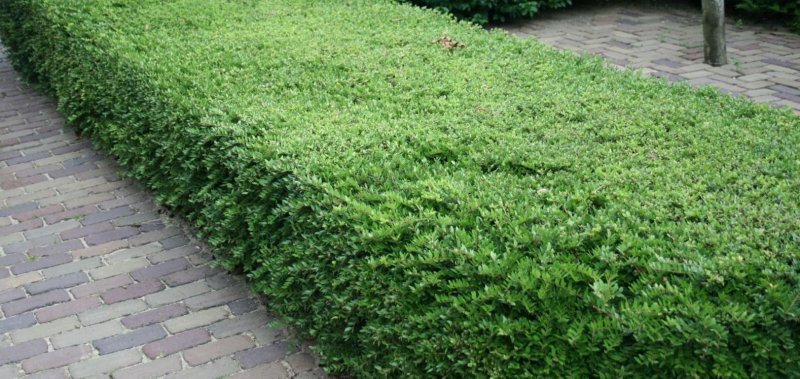 Lonicera nitida 'maigrün' купить