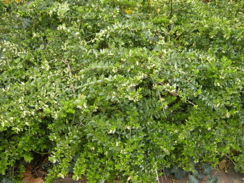 Жимолость Lonicera nitida