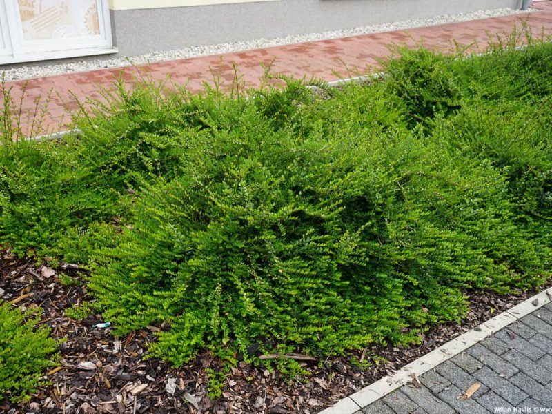 Lonicera nitida