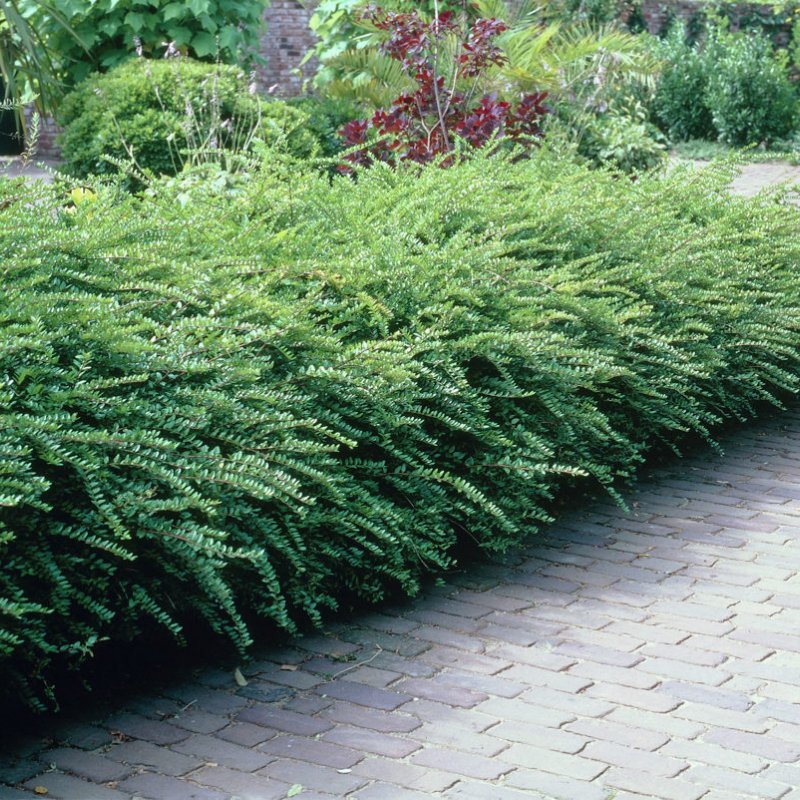 Жимолость блестящая (Lonicera nitida)