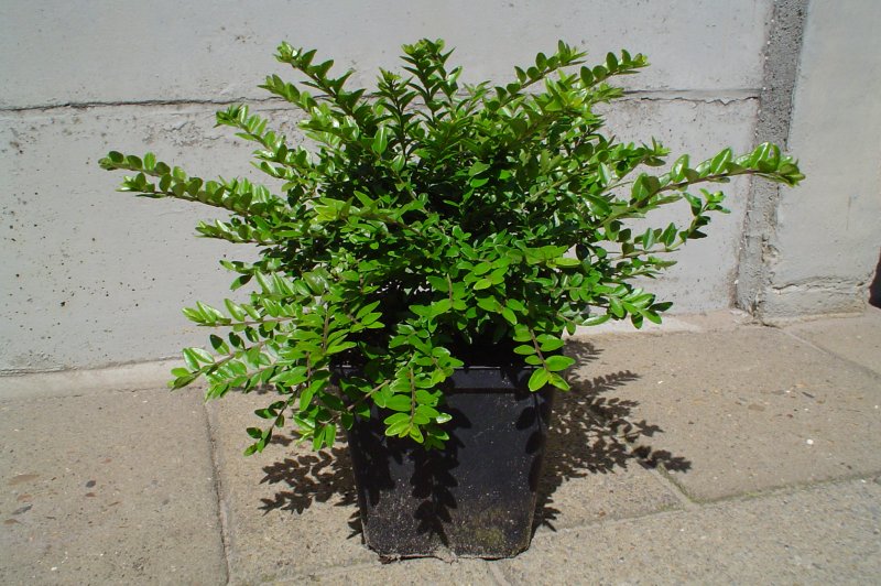 Lonicera pileata