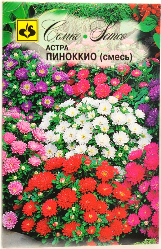 Астра низкорослая Пиноккио