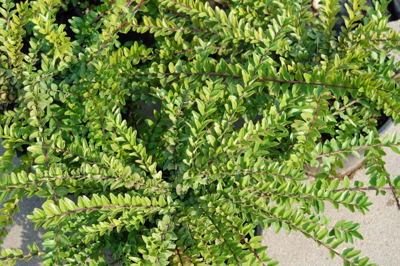 Lonicera nitida