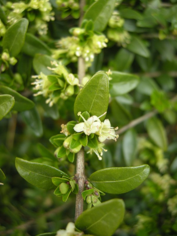 Lonicera nitida 'Elegant'