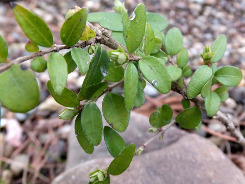 Жимолость Lonicera nitida