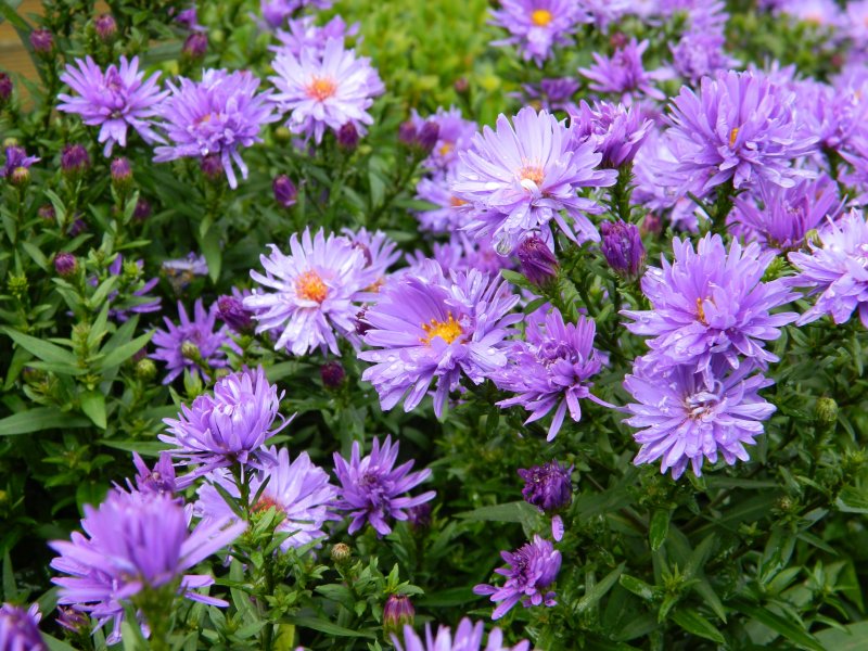 Астра Aster coloradoensis