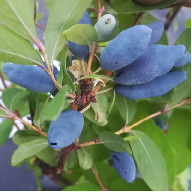 Lonicera nitida Copper Glow