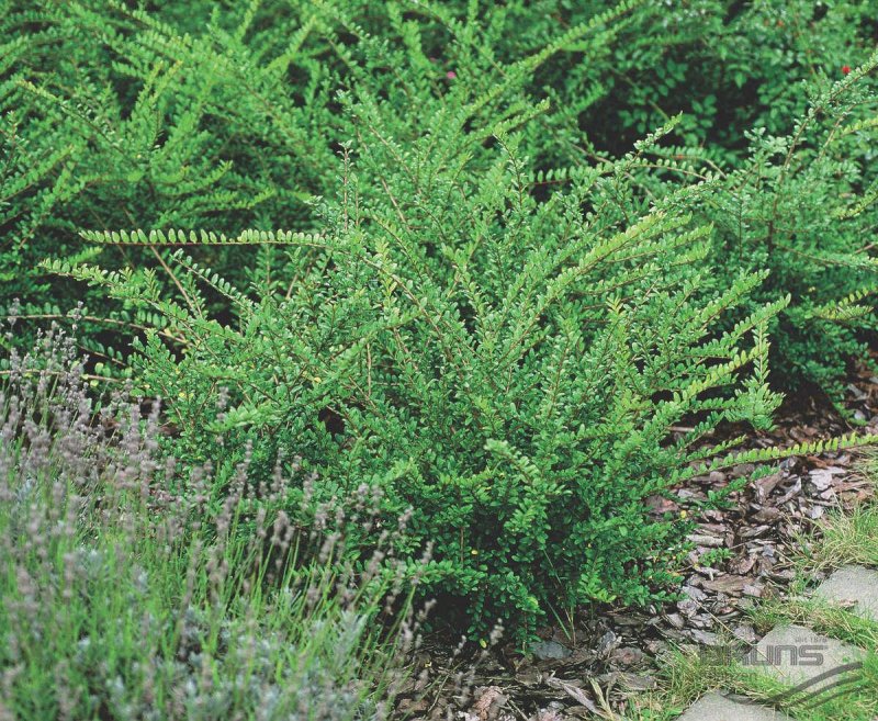Жимолость блестящая Lonicera nitida Elegant