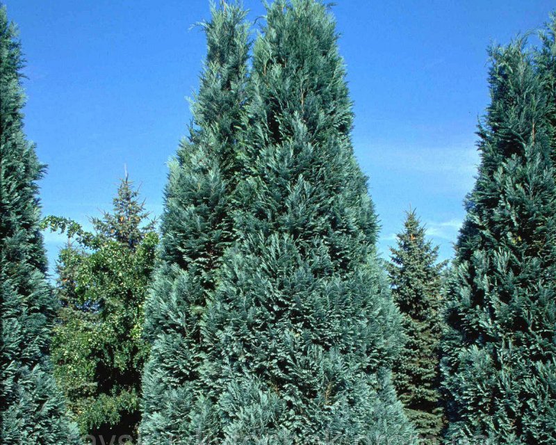 Кипарисовик Лавсона алюми