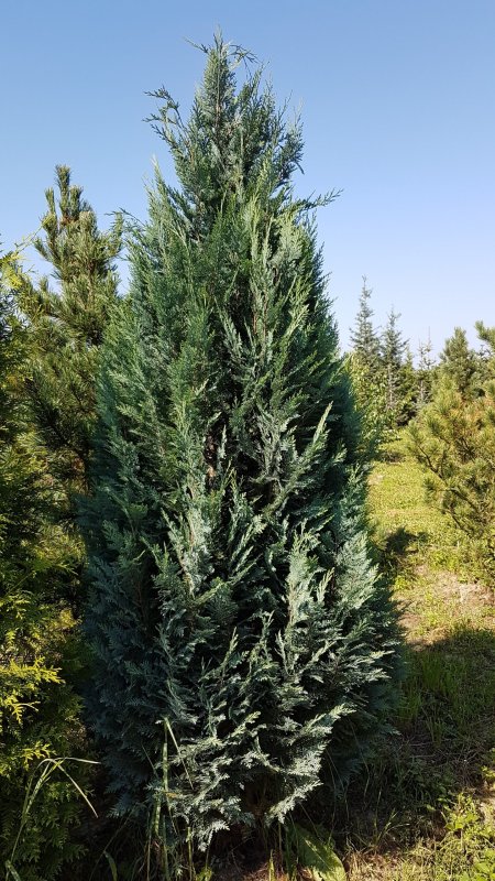 Кипарисовик Лавсона columnaris