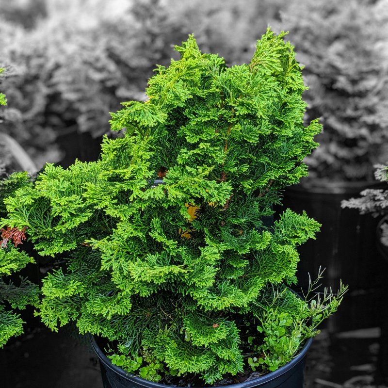 Кипарисовик lawsoniana Alumigold