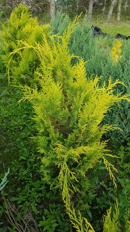 Кипарисовик Chamaecyparis lawsoniana Alumigold