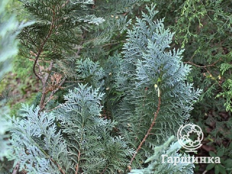 Туя кипарисовик