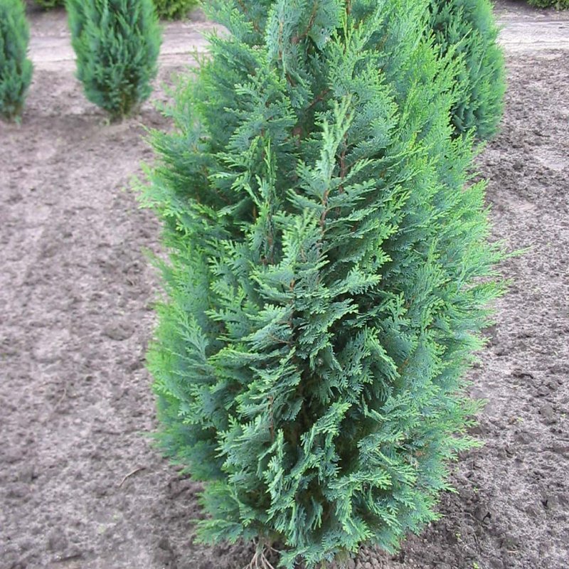 Chamaecyparis lawsoniana Alumigold