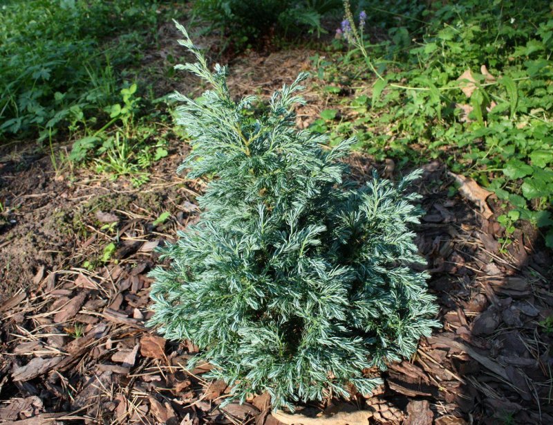 Кипарис Лавсона Колумнарис