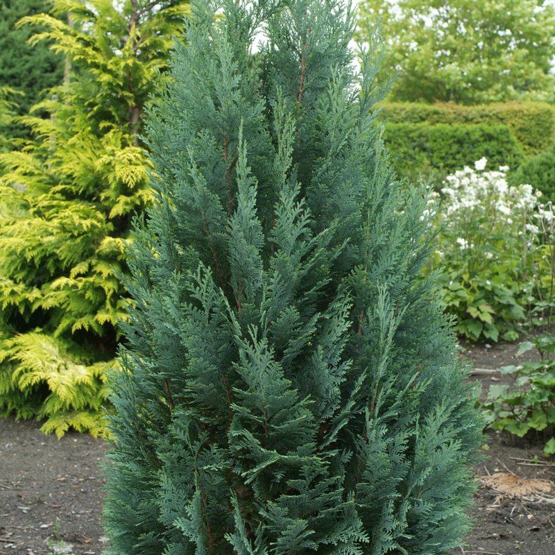 Chamaecyparis lawsoniana Ellwoodii