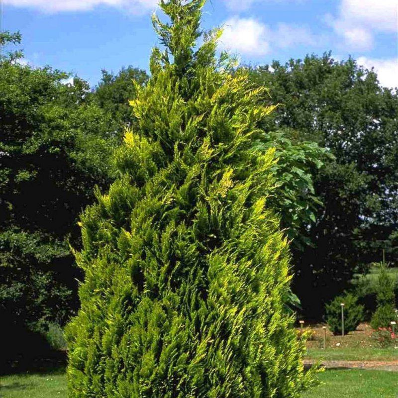 Кипарисовик Ellwood's Gold