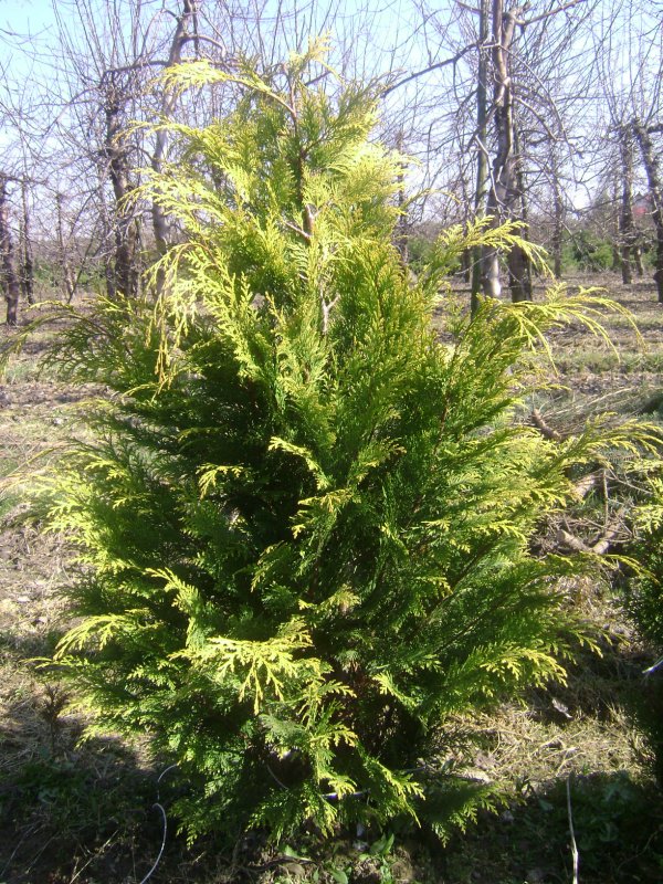 Кипарисовик Лавсона columnaris